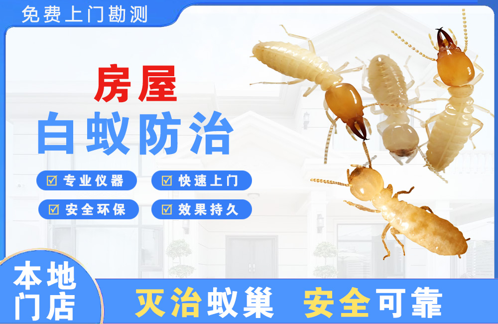 常州房屋白蚁防治